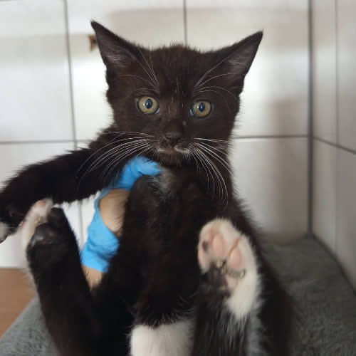 Koty ze schroniska do adopcji Marcyś
