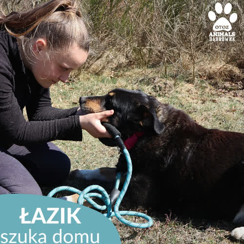 Psy ze schroniska do adopcji Łazik