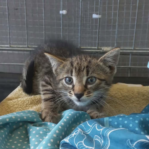 Koty ze schroniska do adopcji Gloria