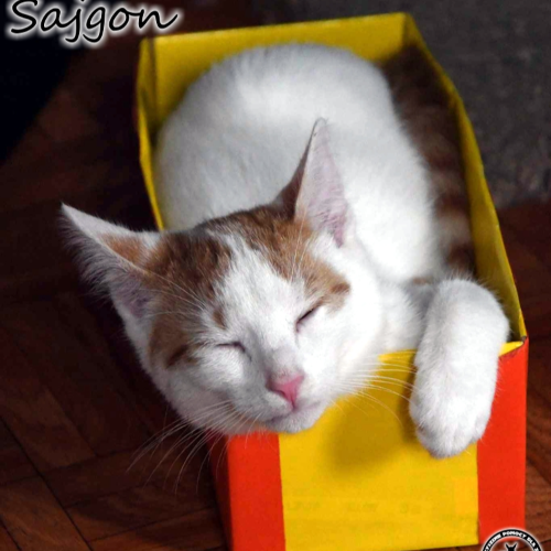 Koty ze schroniska do adopcji Sajgon