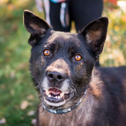 Psy ze schroniska do adopcji Nero