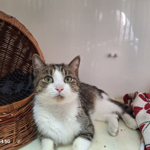 Koty ze schroniska do adopcji Mozart