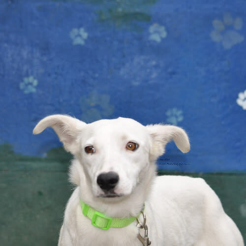 Psy ze schroniska do adopcji Aurelia