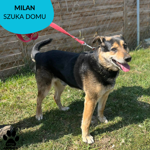 Psy ze schroniska do adopcji MILAN