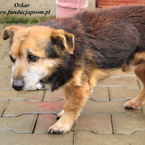 Psy ze schroniska do adopcji Oskar