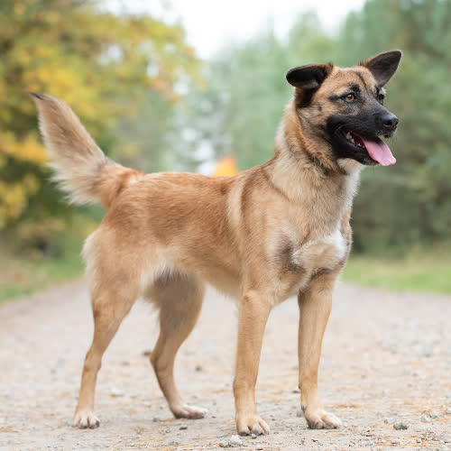 Psy ze schroniska do adopcji Boska DIVA