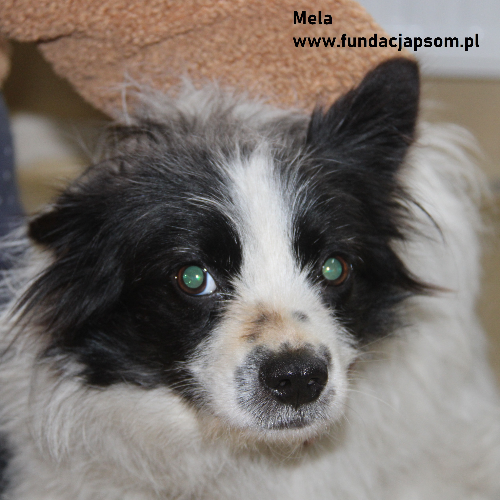 Psy ze schroniska do adopcji Mela 