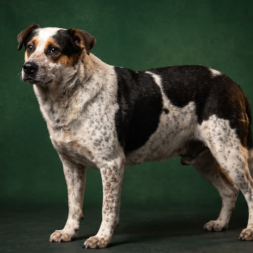 Psy ze schroniska do adopcji FIND