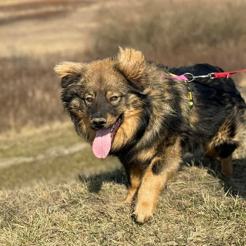 Psy ze schroniska do adopcji Mushu