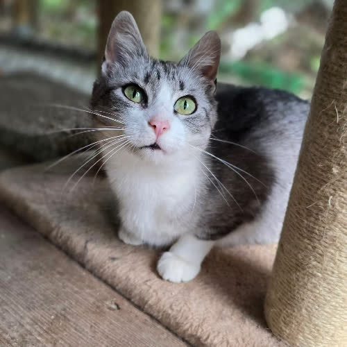 Koty ze schroniska do adopcji Zorza