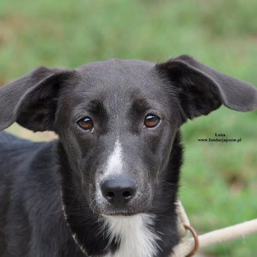Psy ze schroniska do adopcji Luna