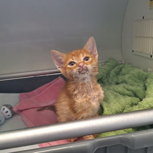 Koty ze schroniska do adopcji Popo