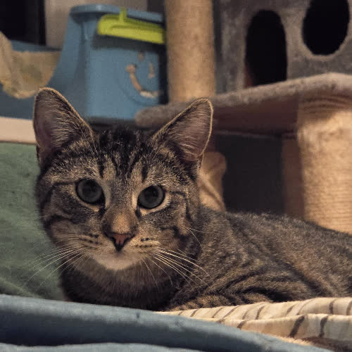 Koty ze schroniska do adopcji Olivier