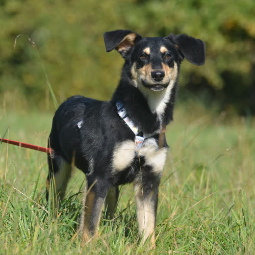Psy ze schroniska do adopcji Bercik