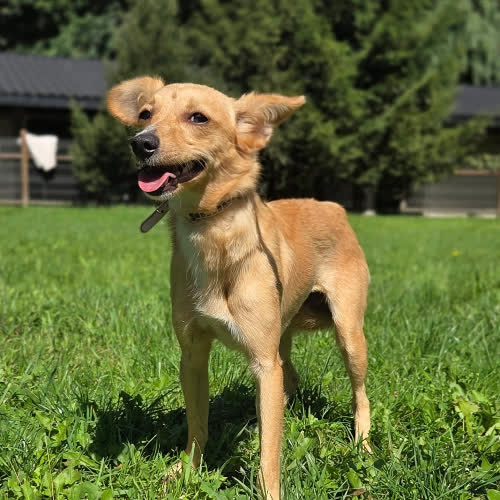 Psy ze schroniska do adopcji Iwanka