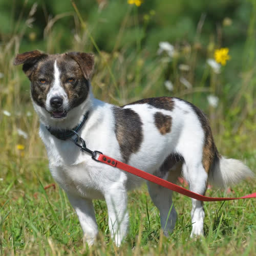 Psy ze schroniska do adopcji Morris