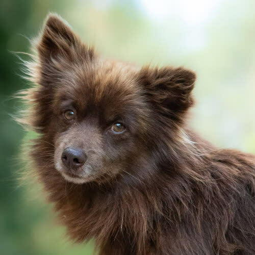 Psy ze schroniska do adopcji Delikatny VOLPI