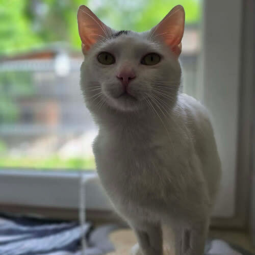 Koty ze schroniska do adopcji Fisio