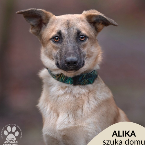 Psy ze schroniska do adopcji Alika