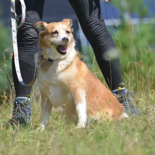 Psy ze schroniska do adopcji Władek