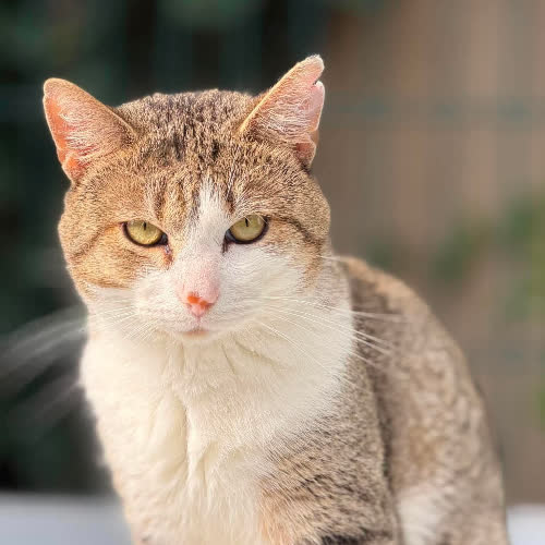 Koty ze schroniska do adopcji Francisco