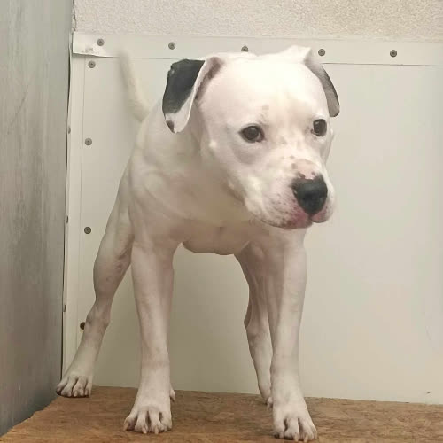 Psy ze schroniska do adopcji Diego