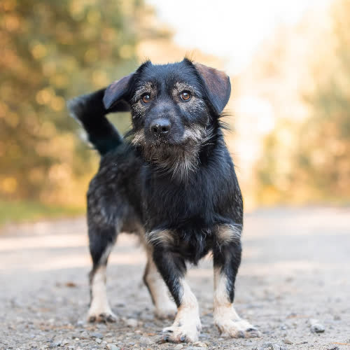 Psy ze schroniska do adopcji Jamniczkowaty KOTO