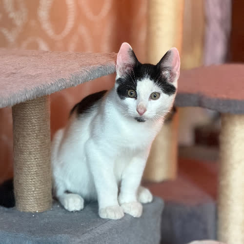 Koty ze schroniska do adopcji Melonik