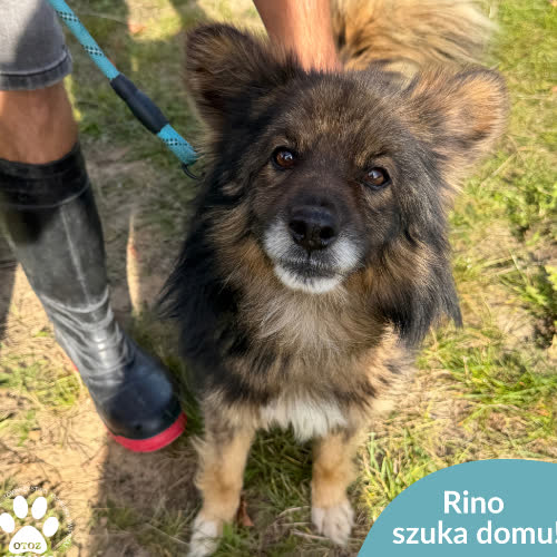 Psy ze schroniska do adopcji Rino