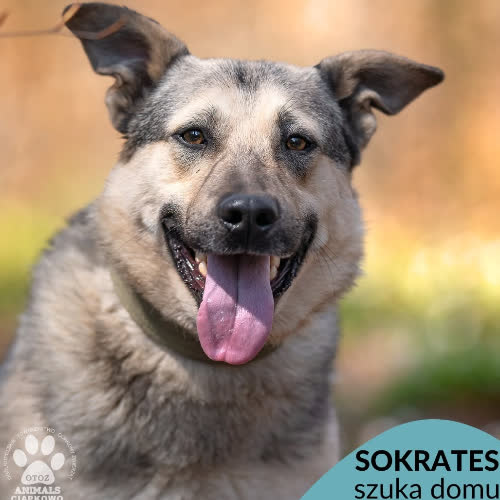 Psy ze schroniska do adopcji Sokrates