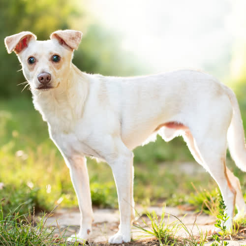 Psy ze schroniska do adopcji Przyjazny BIAGI 