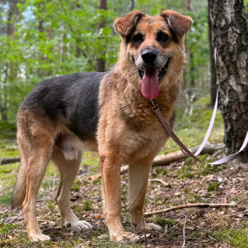 Psy ze schroniska do adopcji Sidnej