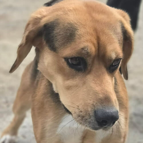 Psy ze schroniska do adopcji Poligon