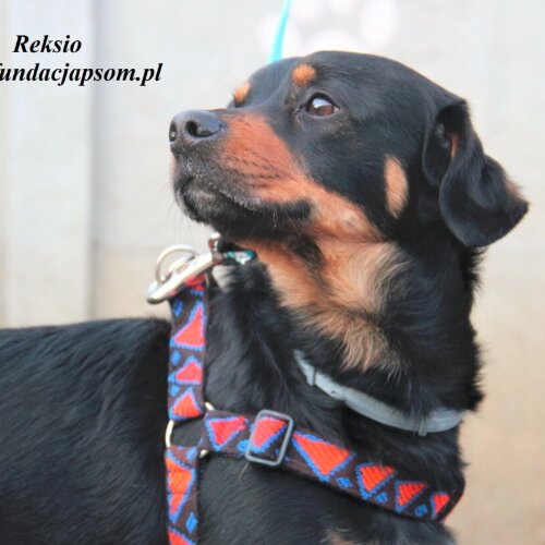 Psy ze schroniska do adopcji Reksio - przyjazny pies