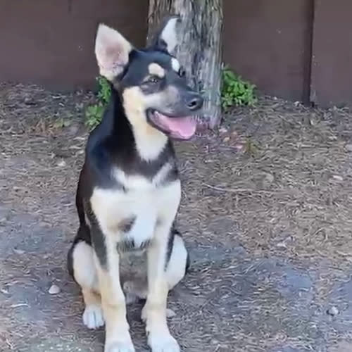 Psy ze schroniska do adopcji Kiko