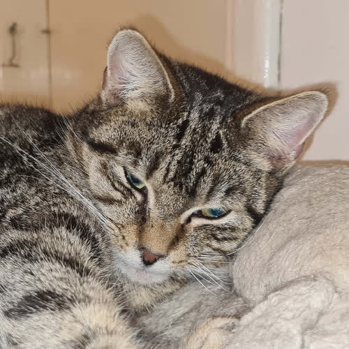 Koty ze schroniska do adopcji Pan Surykatka