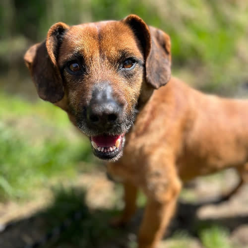 Psy ze schroniska do adopcji Śliwka