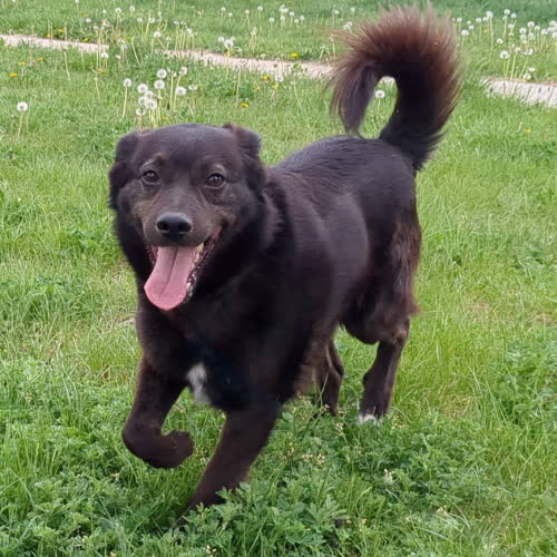 Psy ze schroniska do adopcji Fisiek