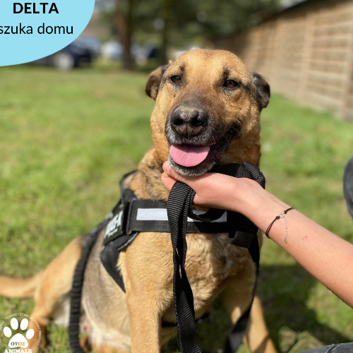 Psy ze schroniska do adopcji Delta