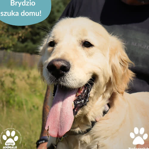 Psy ze schroniska do adopcji Brydzio