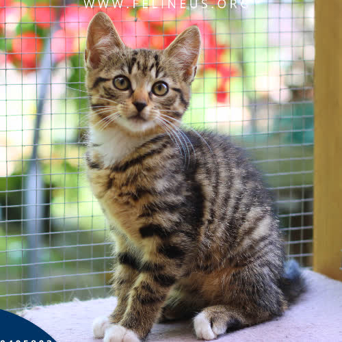 Koty ze schroniska do adopcji Kania