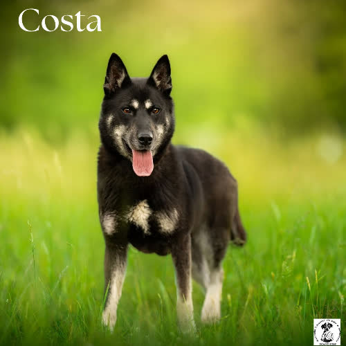 Psy ze schroniska do adopcji Odważna COSTA 