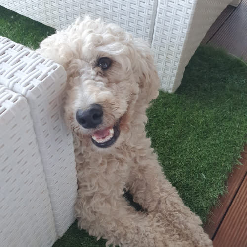 Psy ze schroniska do adopcji Blondi