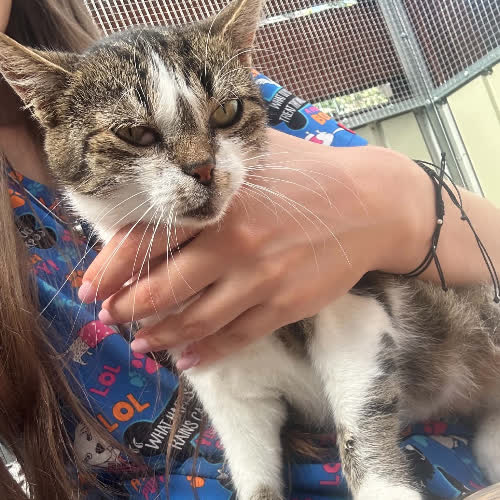 Koty ze schroniska do adopcji Galanteria