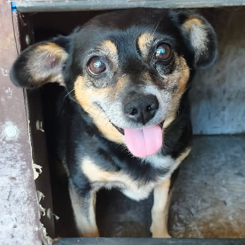 Psy ze schroniska do adopcji Irmina 