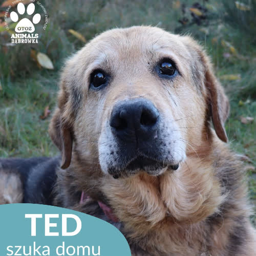Psy ze schroniska do adopcji Ted