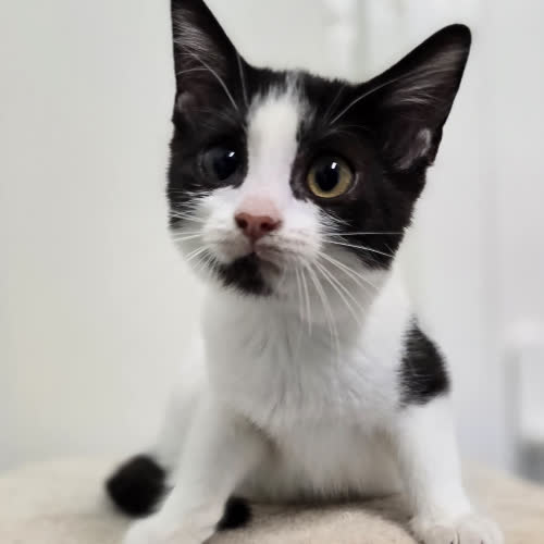 Koty ze schroniska do adopcji Midi
