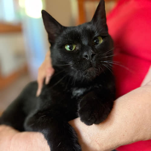 Koty ze schroniska do adopcji Józia