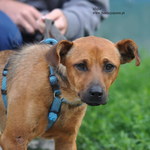Psy ze schroniska do adopcji Major