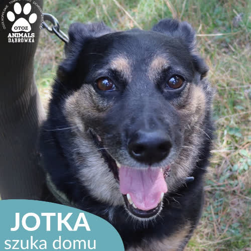Psy ze schroniska do adopcji Jotka